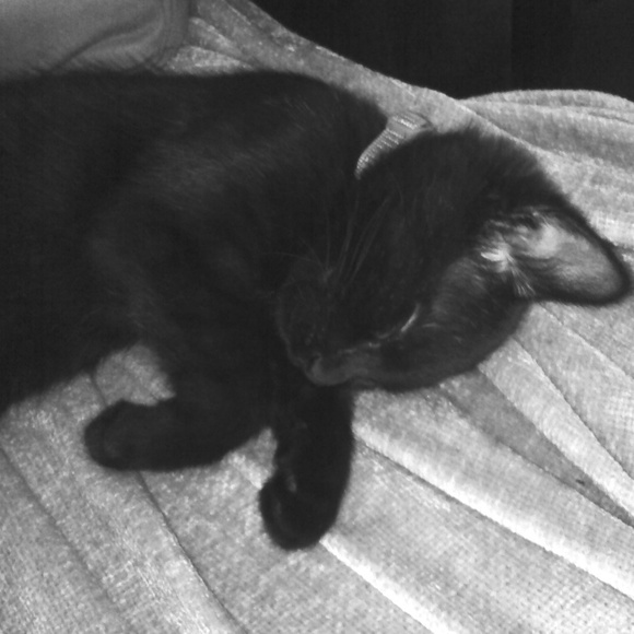 Meet your Posher, Lauren - Picture 6 of 11